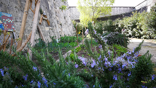 Photo du jardin partagé